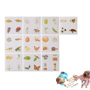 Montessori 3D Wooden Life Cycle Puzzle β Cognitive Educational Toy for Kids | 2 Set Options | Nature Learning Gift